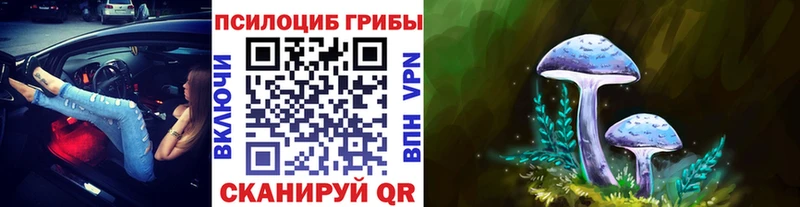 Купить закладки  Злынка  Псилоцибиновые грибы ЛСД 